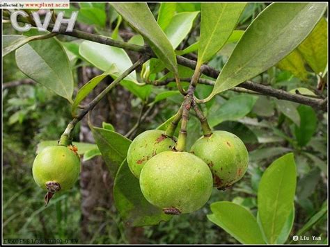 福木果實季節|福木 (Garcinia multiflora)